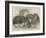 Prize Rabbits at the Rochester and Chatham Show-Harrison William Weir-Framed Giclee Print