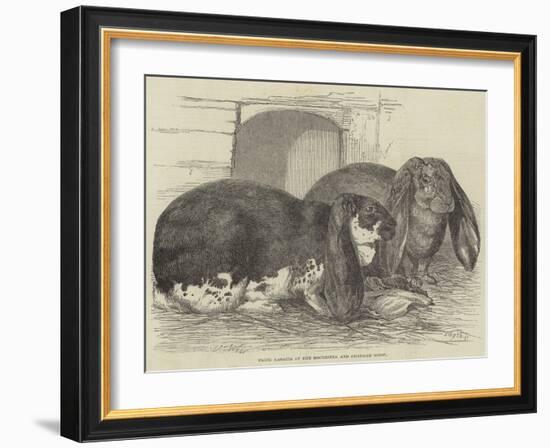 Prize Rabbits at the Rochester and Chatham Show-Harrison William Weir-Framed Giclee Print