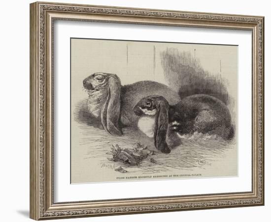 Prize Rabbits Recently Exhibited at the Crystal Palace-Harrison William Weir-Framed Giclee Print