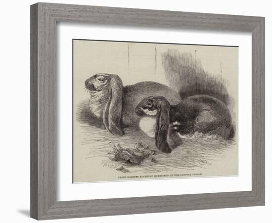 Prize Rabbits Recently Exhibited at the Crystal Palace-Harrison William Weir-Framed Giclee Print