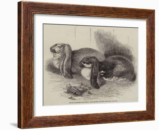 Prize Rabbits Recently Exhibited at the Crystal Palace-Harrison William Weir-Framed Giclee Print
