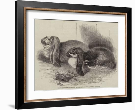 Prize Rabbits Recently Exhibited at the Crystal Palace-Harrison William Weir-Framed Giclee Print