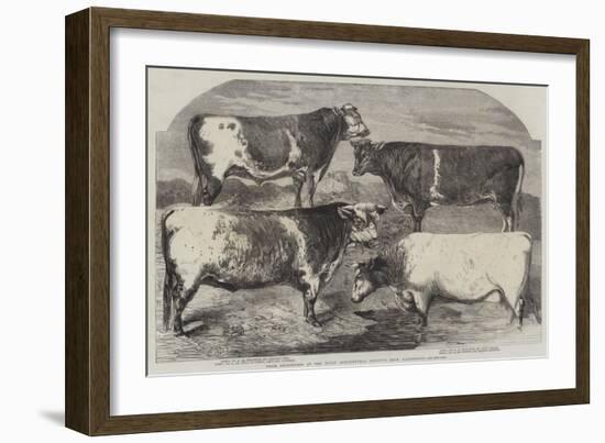 Prize Shorthorns at the Royal Agricultural Society's Show, Canterbury-Harrison William Weir-Framed Giclee Print