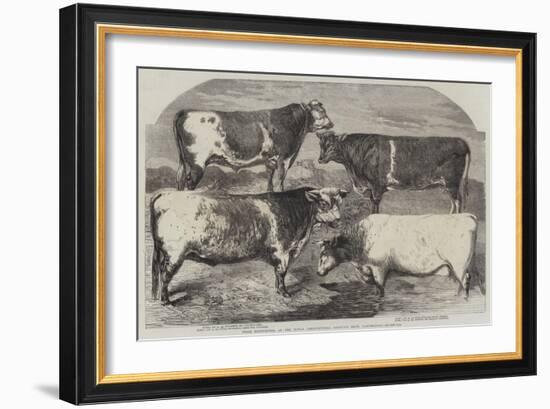 Prize Shorthorns at the Royal Agricultural Society's Show, Canterbury-Harrison William Weir-Framed Giclee Print