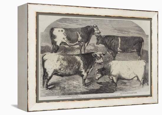 Prize Shorthorns at the Royal Agricultural Society's Show, Canterbury-Harrison William Weir-Framed Premier Image Canvas