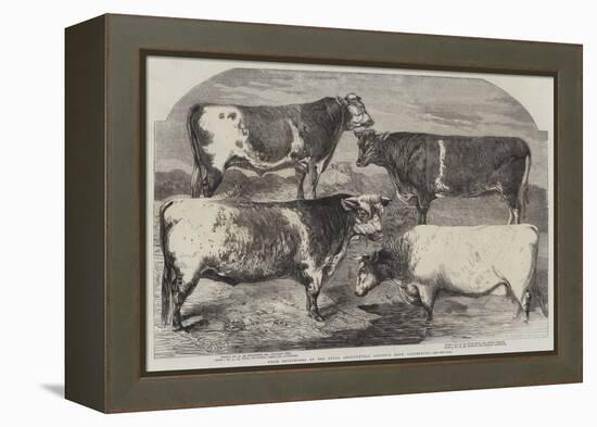 Prize Shorthorns at the Royal Agricultural Society's Show, Canterbury-Harrison William Weir-Framed Premier Image Canvas