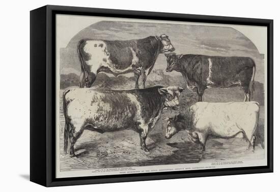 Prize Shorthorns at the Royal Agricultural Society's Show, Canterbury-Harrison William Weir-Framed Premier Image Canvas