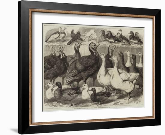 Prize Turkeys, Ducks, and Pigeons at the Birmingham Poultry Show-Samuel John Carter-Framed Giclee Print