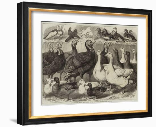 Prize Turkeys, Ducks, and Pigeons at the Birmingham Poultry Show-Samuel John Carter-Framed Giclee Print