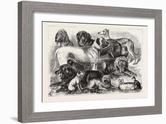 Prize Winners at the Alexandra Palace Dog Show, 1876, London, UK-null-Framed Giclee Print