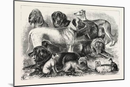 Prize Winners at the Alexandra Palace Dog Show, 1876, London, UK-null-Mounted Giclee Print