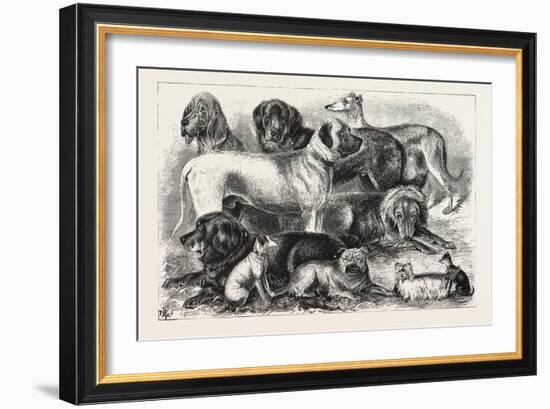 Prize Winners at the Alexandra Palace Dog Show, 1876, London, UK-null-Framed Giclee Print