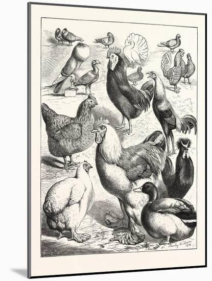 Prize Winners at the Crystal Palace Poultry Show, London, 1876, Uk-null-Mounted Giclee Print