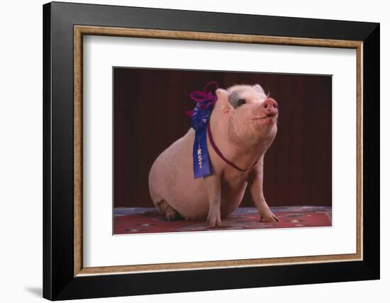 Prize-Winning Pig-DLILLC-Framed Photographic Print