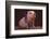 Prize-Winning Pig-DLILLC-Framed Photographic Print