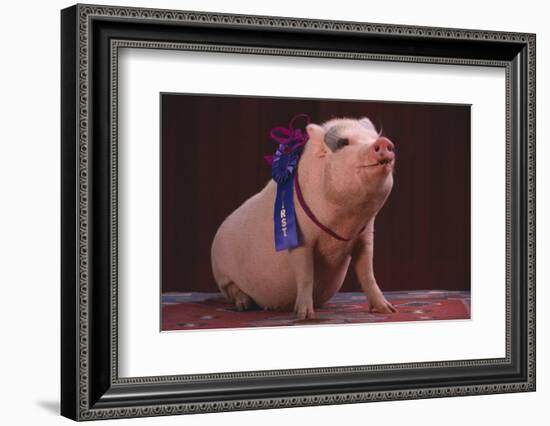 Prize-Winning Pig-DLILLC-Framed Photographic Print