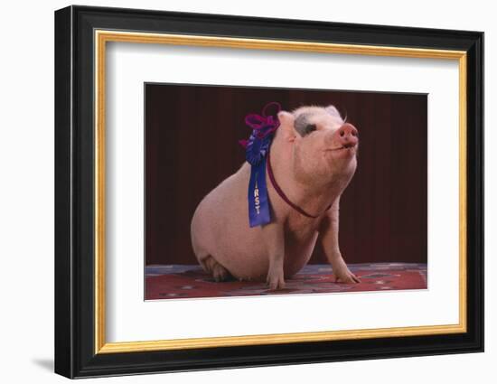 Prize-Winning Pig-DLILLC-Framed Photographic Print