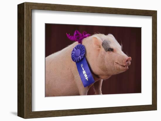 Prize-Winning Vietnamese Pot-Bellied Pig-DLILLC-Framed Photographic Print