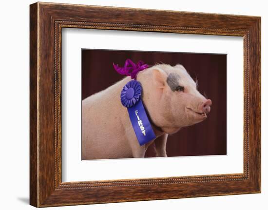 Prize-Winning Vietnamese Pot-Bellied Pig-DLILLC-Framed Photographic Print