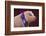 Prize-Winning Vietnamese Pot-Bellied Pig-DLILLC-Framed Photographic Print