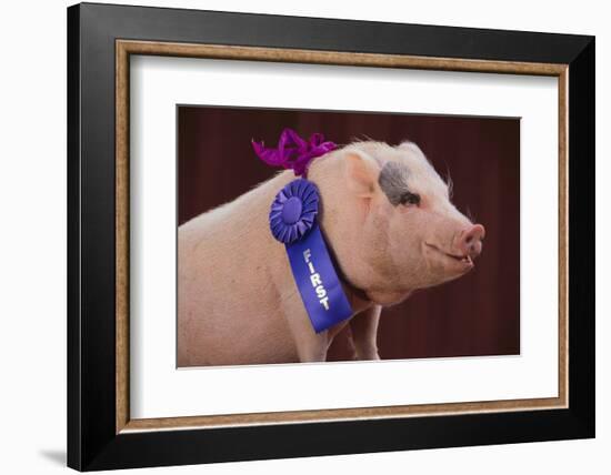 Prize-Winning Vietnamese Pot-Bellied Pig-DLILLC-Framed Photographic Print