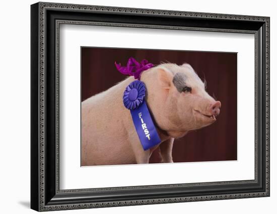 Prize-Winning Vietnamese Pot-Bellied Pig-DLILLC-Framed Photographic Print