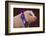 Prize-Winning Vietnamese Pot-Bellied Pig-DLILLC-Framed Photographic Print