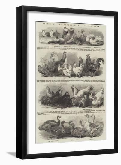 Prizes at the Metropolitan Poultry Show-null-Framed Giclee Print