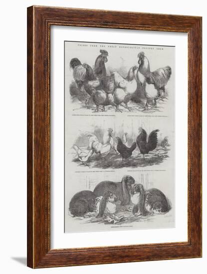 Prizes from the Great Metropolitan Poultry Show-Harrison William Weir-Framed Giclee Print