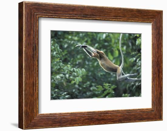 Proboscis Monkey, Male Leaping across River (Nasalis Larvatus) Kinabatangan, Sabah, Borneo-Nick Garbutt-Framed Photographic Print