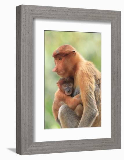 Proboscis Monkey mother and baby, Borneo, Malaysia, Southeast Asia, Asia-Don Mammoser-Framed Photographic Print