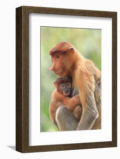 Proboscis Monkey mother and baby, Borneo, Malaysia, Southeast Asia, Asia-Don Mammoser-Framed Photographic Print