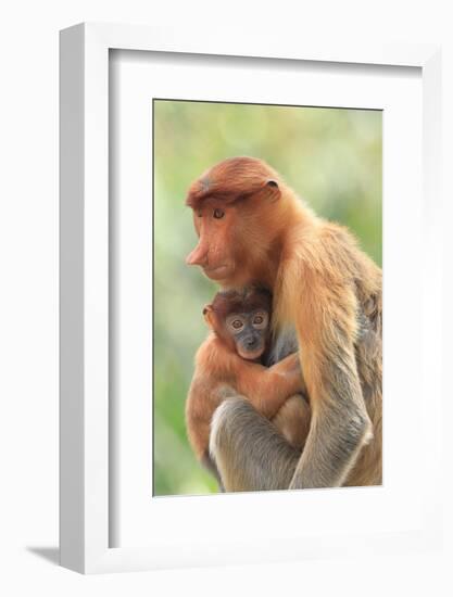 Proboscis Monkey mother and baby, Borneo, Malaysia, Southeast Asia, Asia-Don Mammoser-Framed Photographic Print