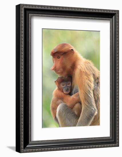 Proboscis Monkey mother and baby, Borneo, Malaysia, Southeast Asia, Asia-Don Mammoser-Framed Photographic Print