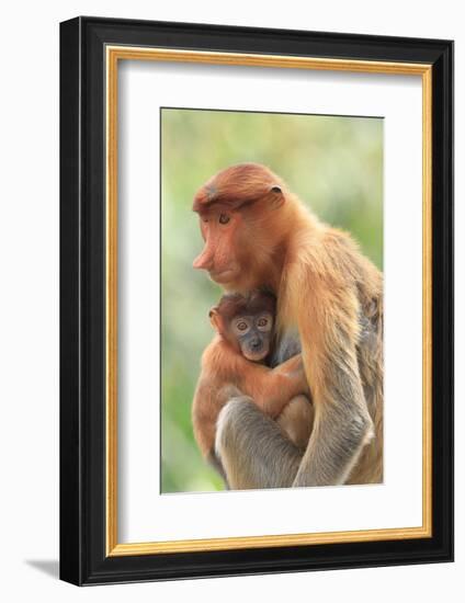 Proboscis Monkey mother and baby, Borneo, Malaysia, Southeast Asia, Asia-Don Mammoser-Framed Photographic Print