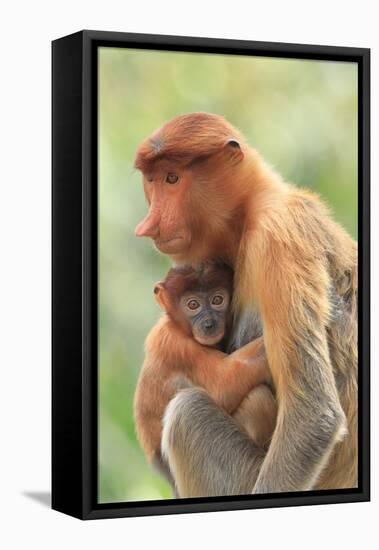 Proboscis Monkey mother and baby, Borneo, Malaysia, Southeast Asia, Asia-Don Mammoser-Framed Premier Image Canvas