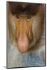 Proboscis Monkey (Nasalis Larvatus) Face Close Up, Sabah, Malaysia, Borneo-Juan Carlos Munoz-Mounted Photographic Print