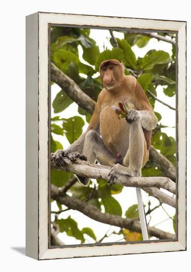 Proboscis Monkey-Matthew Oldfield-Framed Premier Image Canvas
