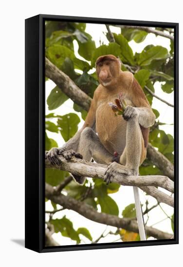 Proboscis Monkey-Matthew Oldfield-Framed Premier Image Canvas