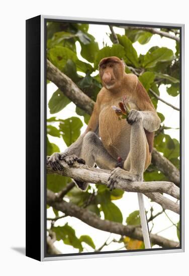 Proboscis Monkey-Matthew Oldfield-Framed Premier Image Canvas