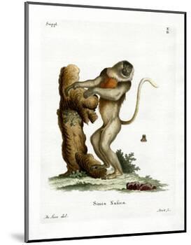 Proboscis Monkey-null-Mounted Giclee Print