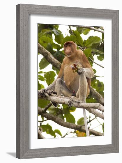 Proboscis Monkey-Matthew Oldfield-Framed Photographic Print