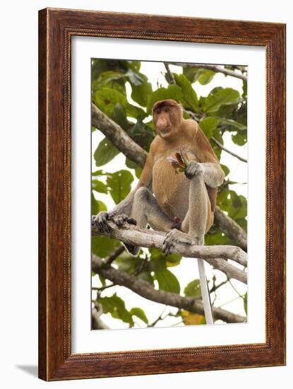 Proboscis Monkey-Matthew Oldfield-Framed Photographic Print