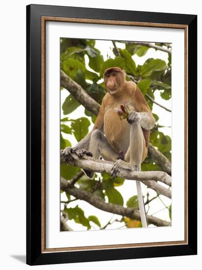 Proboscis Monkey-Matthew Oldfield-Framed Photographic Print