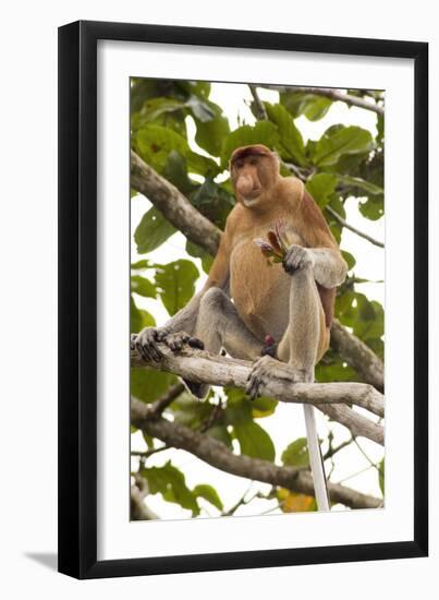 Proboscis Monkey-Matthew Oldfield-Framed Photographic Print