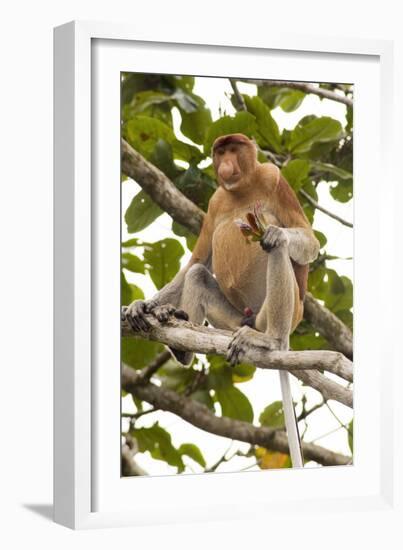 Proboscis Monkey-Matthew Oldfield-Framed Photographic Print