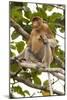 Proboscis Monkey-Matthew Oldfield-Mounted Photographic Print