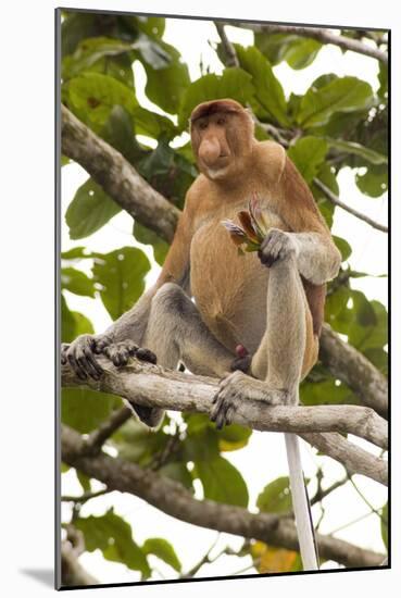 Proboscis Monkey-Matthew Oldfield-Mounted Photographic Print