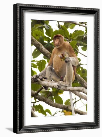 Proboscis Monkey-Matthew Oldfield-Framed Photographic Print