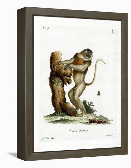 Proboscis Monkey-null-Framed Premier Image Canvas